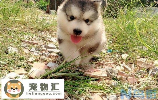 阿拉斯加幼犬多少钱 阿拉斯加幼崽多少钱