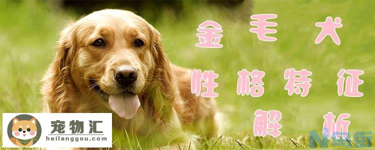 金毛犬性格特征有哪些