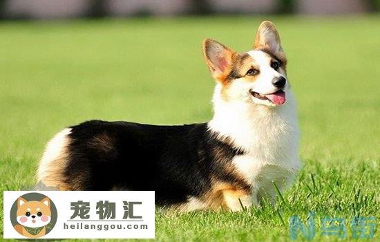 柯基和柴犬的区别 一个靠脸一个靠屁股吃饭