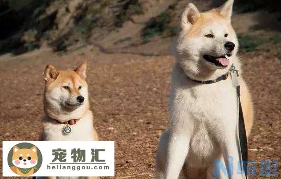 为什么养柴犬的人很少 原来是这么一回事