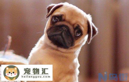 巴哥犬怎么看纯吗