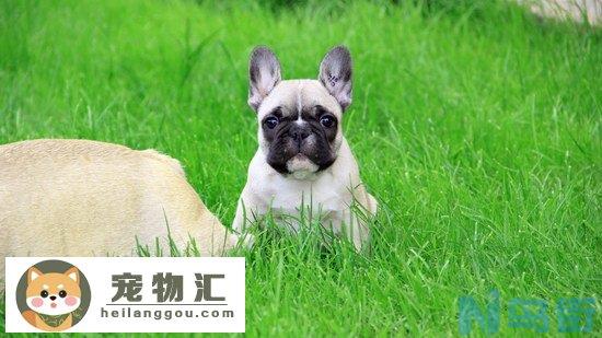 斗牛犬怎么看纯不纯 纯种斗牛犬挑选技巧