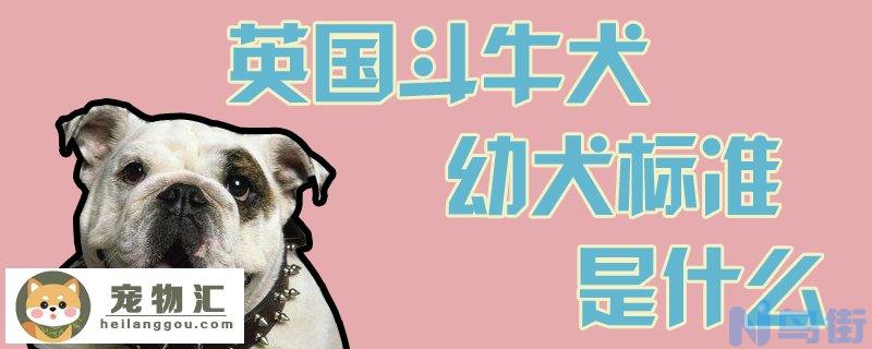 英国斗牛犬幼犬标准是什么