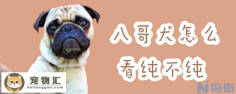 八哥犬怎么看纯不纯