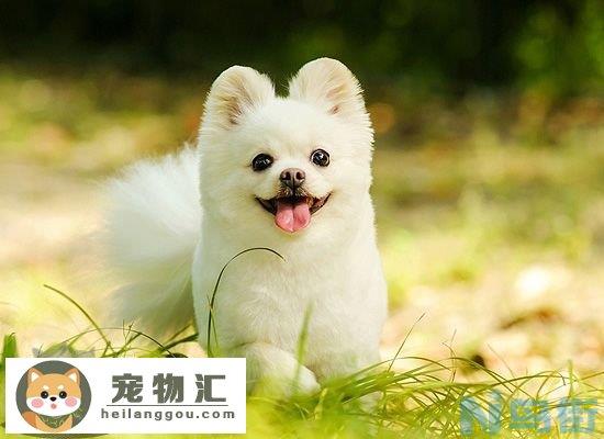 博美犬好养吗 博美犬好不好养