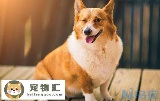 纯种柯基犬价格多少钱一只