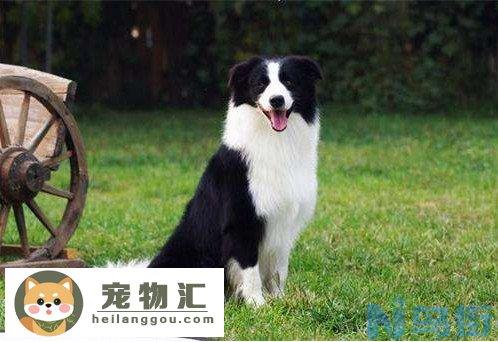 边境牧羊犬价格多少钱一只