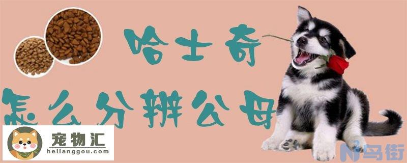 哈士奇怎么分辨公母