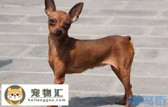 为什么小鹿犬很少人养