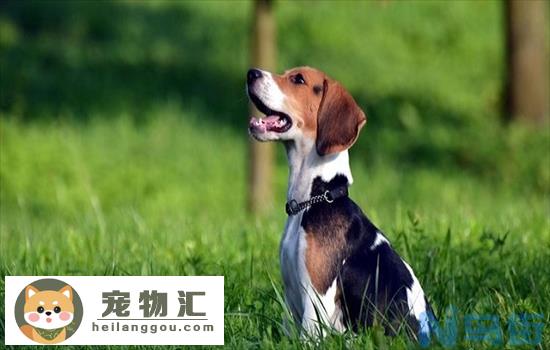 养比格犬的优缺点