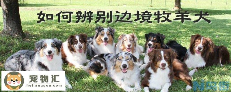 如何辨别边境牧羊犬