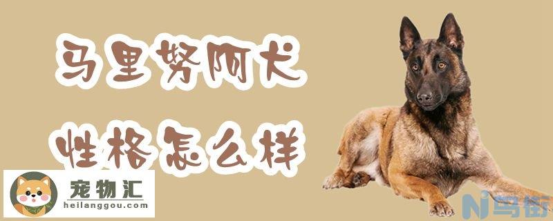 马里努阿犬性格怎么样