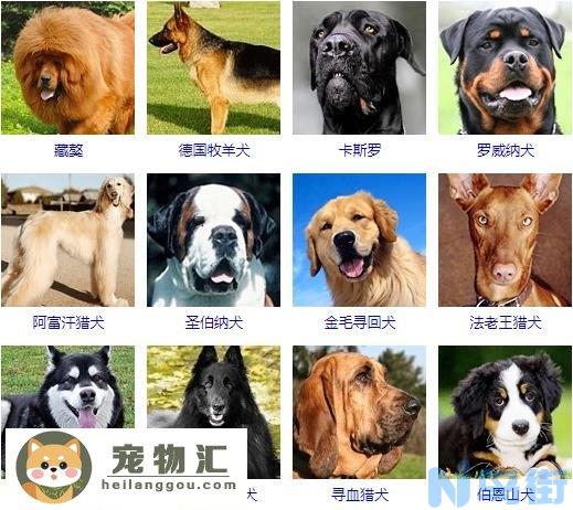 大型犬品种大全 你知道吗？