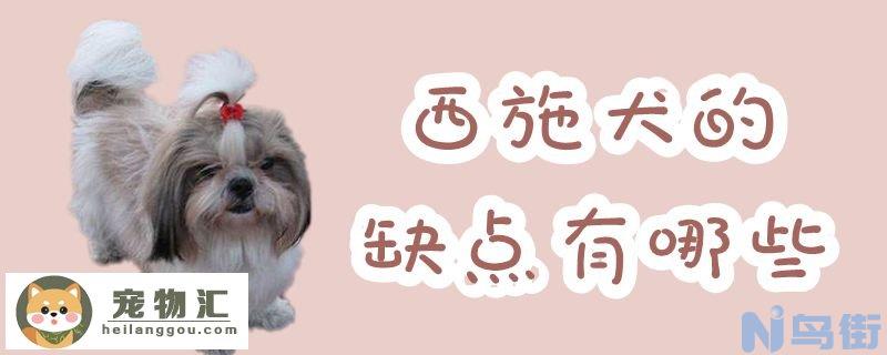 西施犬的缺点有哪些