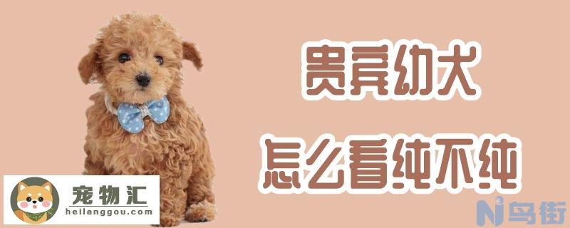 贵宾幼犬怎么看纯不纯