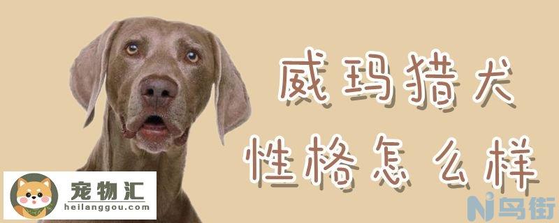 威玛猎犬性格怎么样