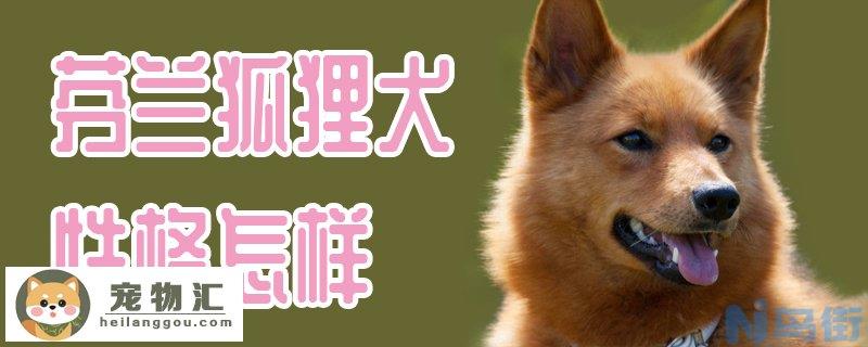 芬兰狐狸犬性格怎样