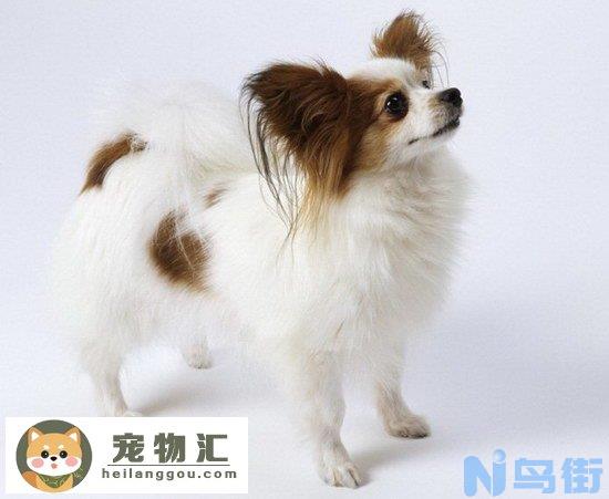 蝴蝶犬好养吗 蝴蝶犬好打理吗