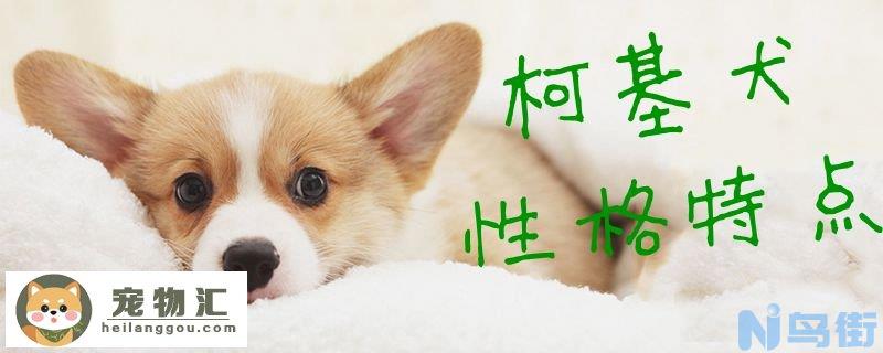 柯基犬性格特点