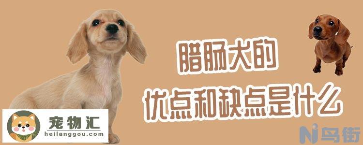 腊肠犬的优点和缺点是什么