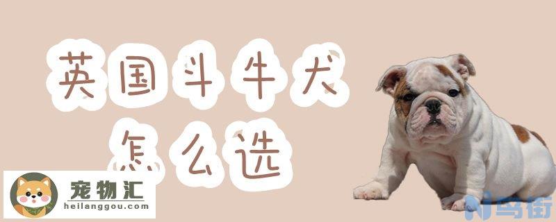 英国斗牛犬怎么选