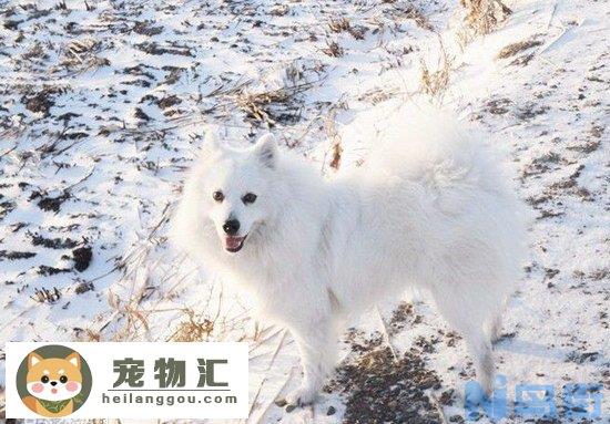 银狐犬怎么看纯不纯 纯种银狐犬辨认方法