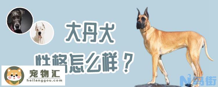 大丹犬性格怎么样