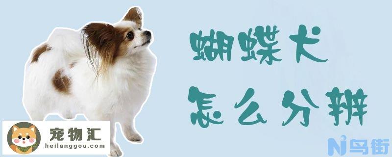 蝴蝶犬怎么分辨