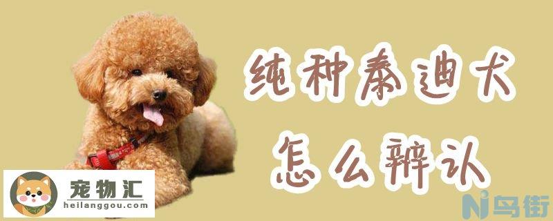 纯种泰迪犬怎么辨认