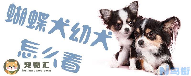 蝴蝶犬幼犬怎么看