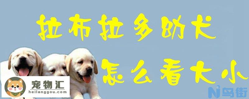 拉布拉多幼犬怎么看大小