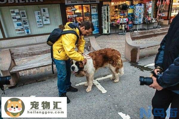 圣伯纳犬价格 圣伯纳犬价格是多少