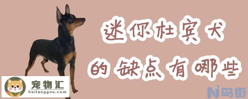 迷你杜宾犬的缺点有哪些