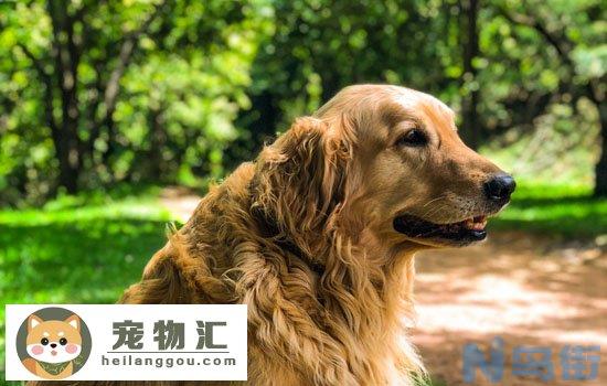 金毛幼犬价格 金毛幼犬价格一般多少钱一只