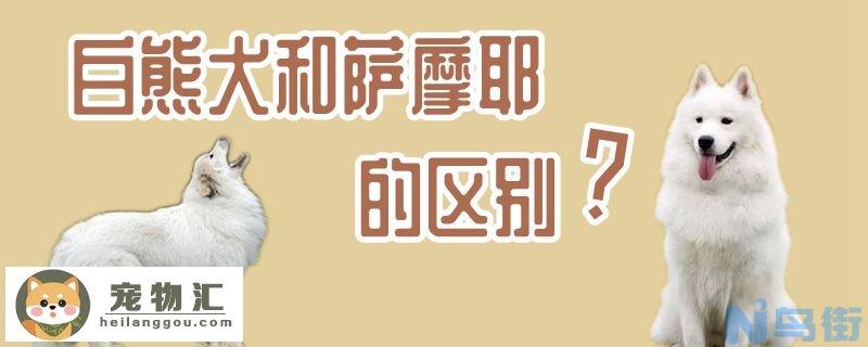 白熊犬和萨摩耶的区别是什么