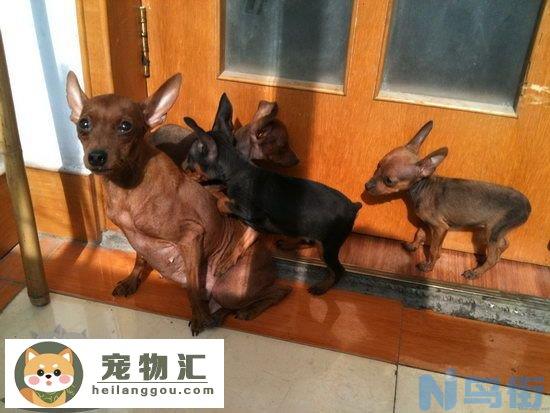 小鹿犬好养吗 小鹿犬的生活习性介绍