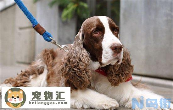 史宾格犬智商相当于人的几岁