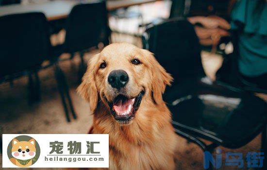 金毛开始懂事的表现 金毛犬听话的表现