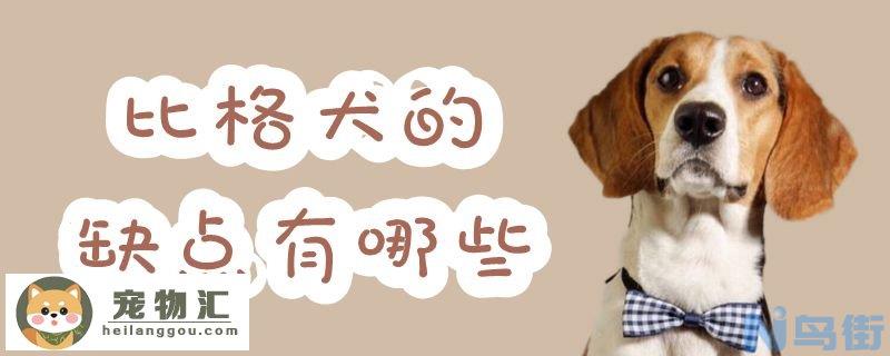 比格犬的缺点有哪些