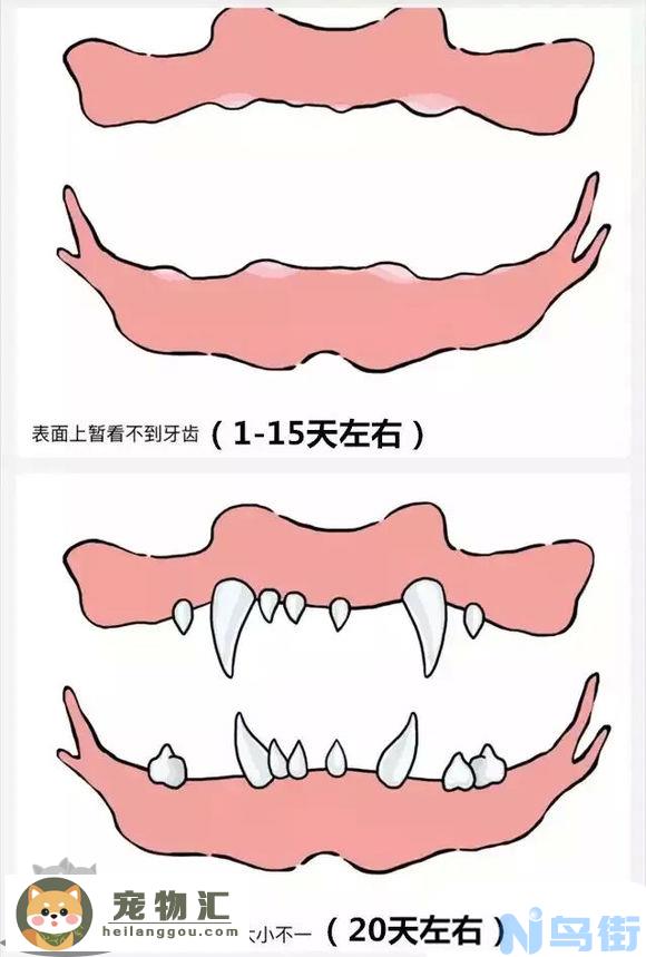 狗长牙的顺序图解 狗狗长牙是几个月