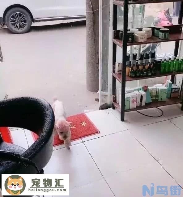 狗狗自个来理发，一进门就吆喝店小二，建国后狗成精了