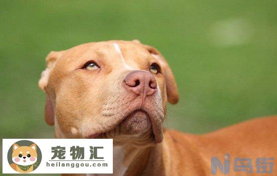 加纳利犬和比特谁厉害 恶犬榜榜首居然是它