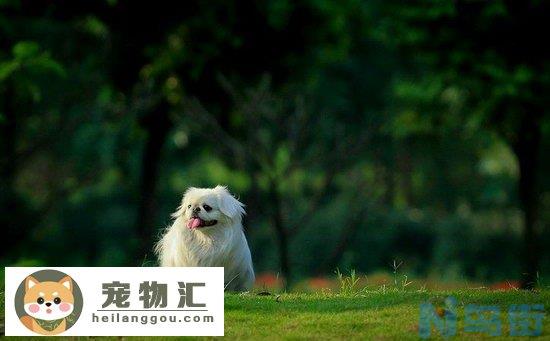 京巴犬怎么看纯不纯 纯种北京犬挑选方法