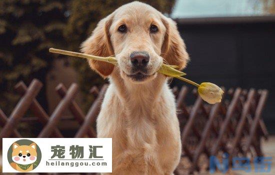 金毛犬掉毛吗 要注意毛发的日常护理哦