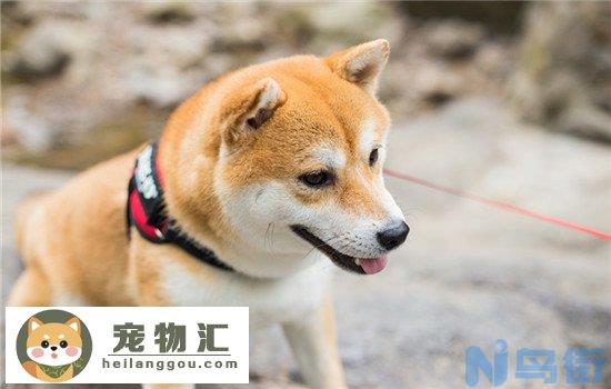 柯基和柴犬哪个好养