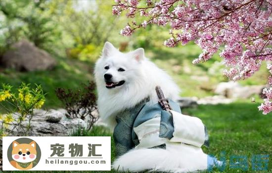 博美和银狐杂交的犬叫什么