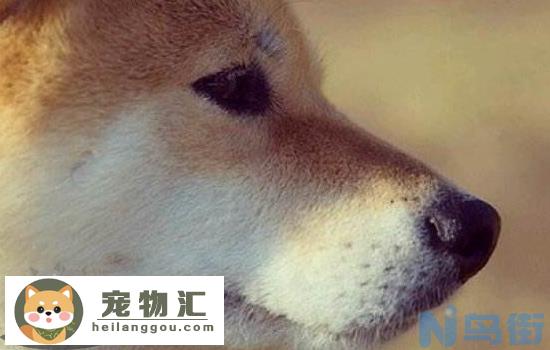 柴犬的夏季护理知识 不要再给柴犬剃毛啦