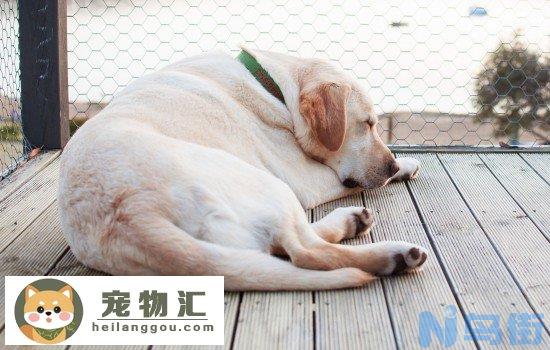 老年狗狗临死什么症状 这五个症状太让人心疼了！