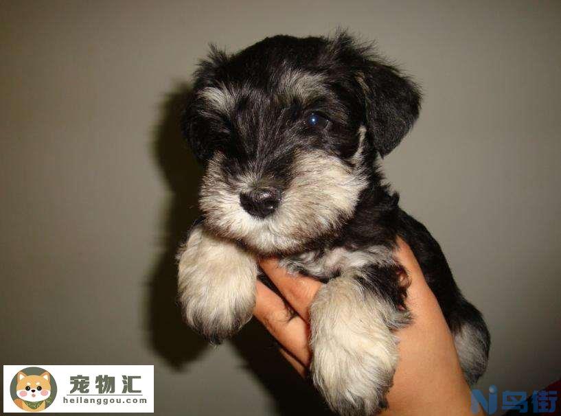 雪纳瑞幼犬价格 标准雪纳瑞幼犬价格