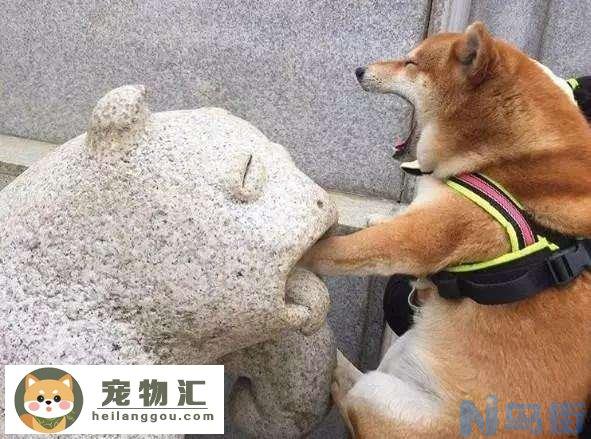 纯种柴犬多少钱 纯种柴犬多少钱一只啊